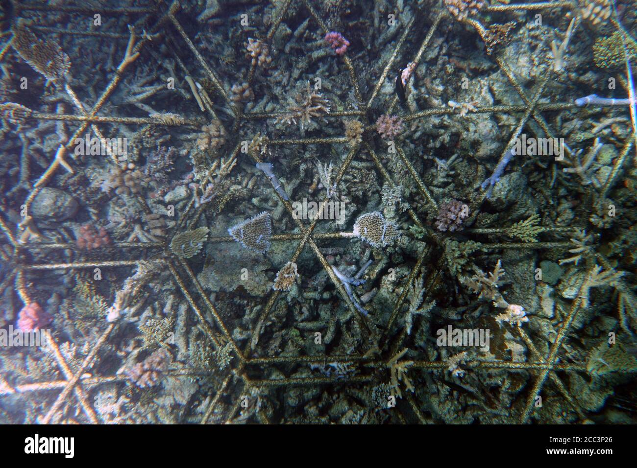 Area of coral rubble that has been stabilised and 'planted' with live coral fragments as part of a reef restoration project, Moore Reef, Great Barrier Stock Photo