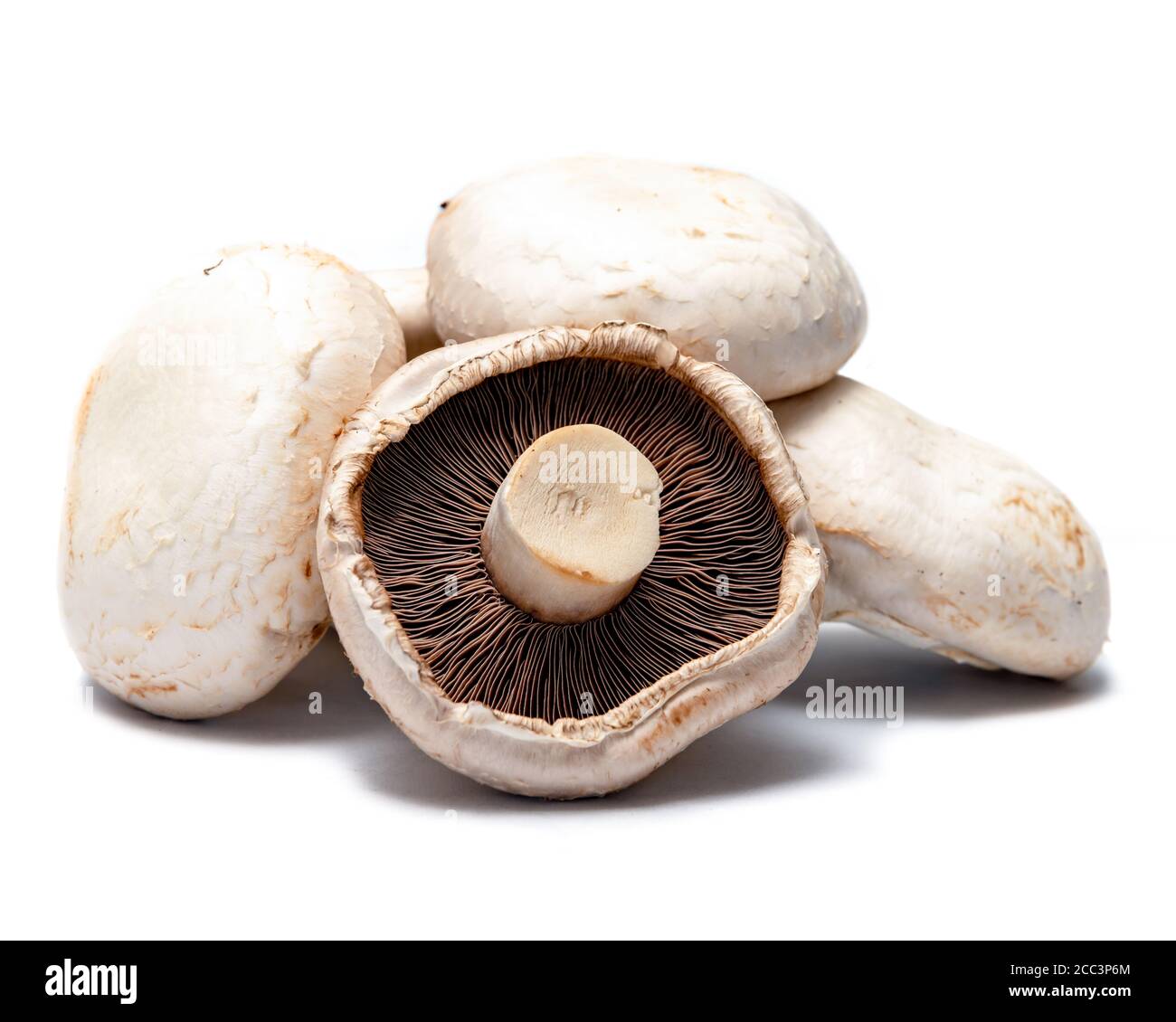 Large flat white fungus mushroom hires stock photography and images