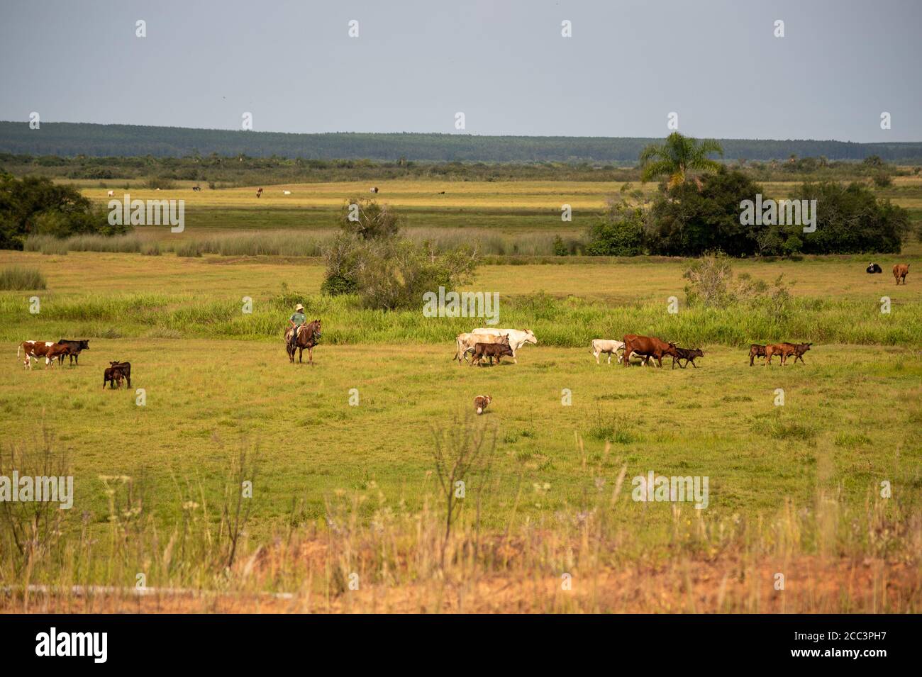Rural landscape where extensive cattle raising is practiced in southern ...