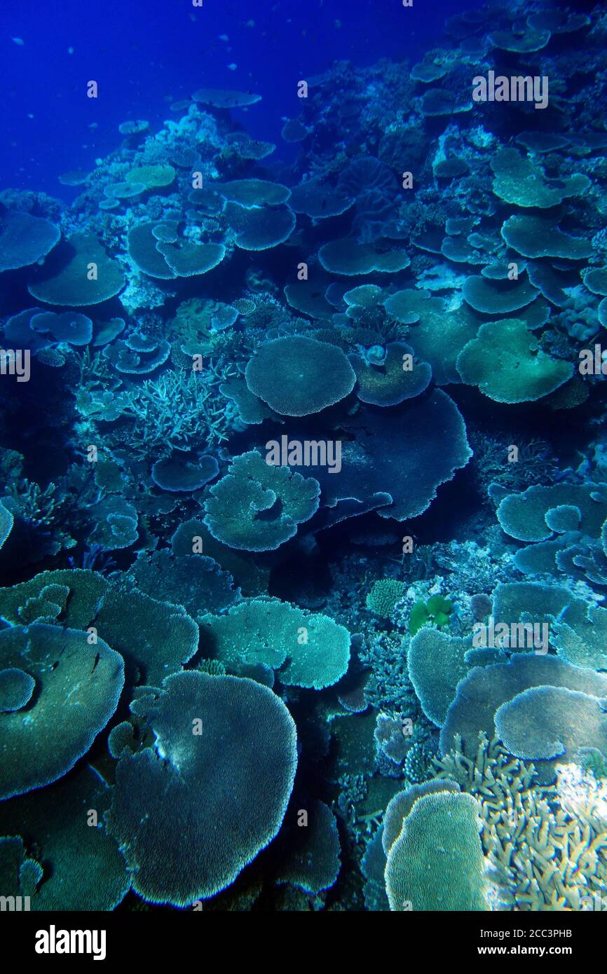 Healthy corals at Moore Reef, Great Barrier Reef, Queensland, Australia. August 2020 Stock Photo