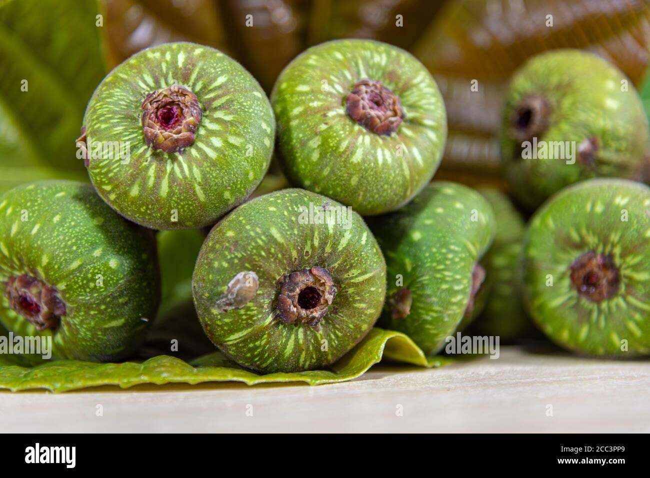 Garden Fig Ficus Auriculata Red Fig Treeexotic Plant From Malaysia Exotic Drink Originating From Forests In Southeast Asia It Is A Decorative Tr Stock Photo Alamy