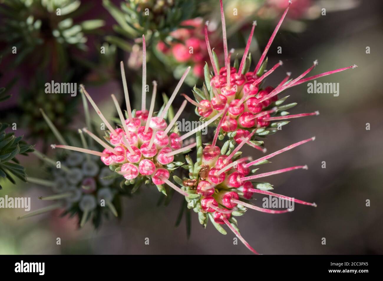 Clustered Scent Myrtle plant in flower Stock Photo