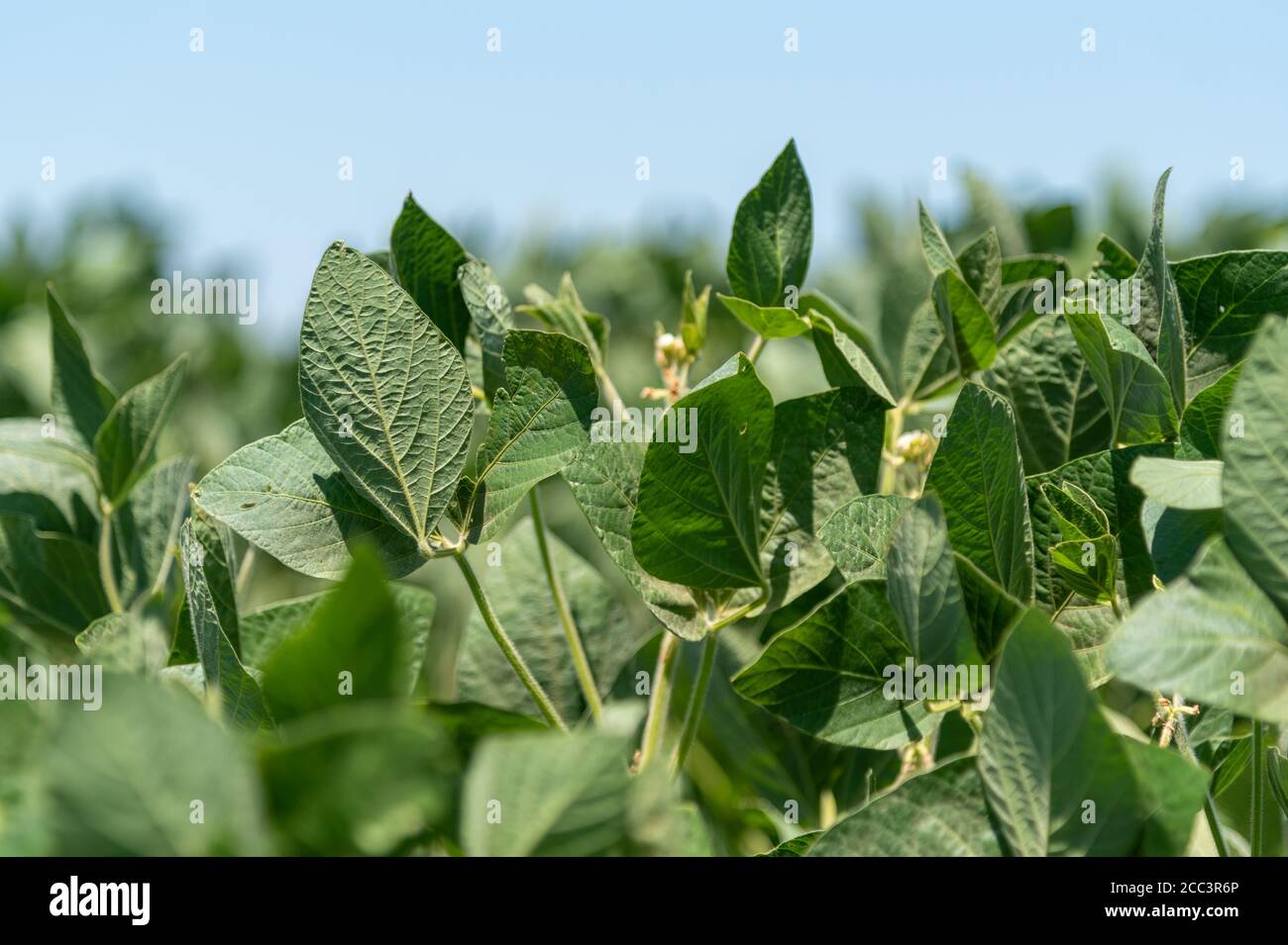 Soy plants. Soy (Glycine max), is a plant belonging to the Fabaceae family,  It is used in human and animal food (in the preparation of feed Stock Photo  - Alamy