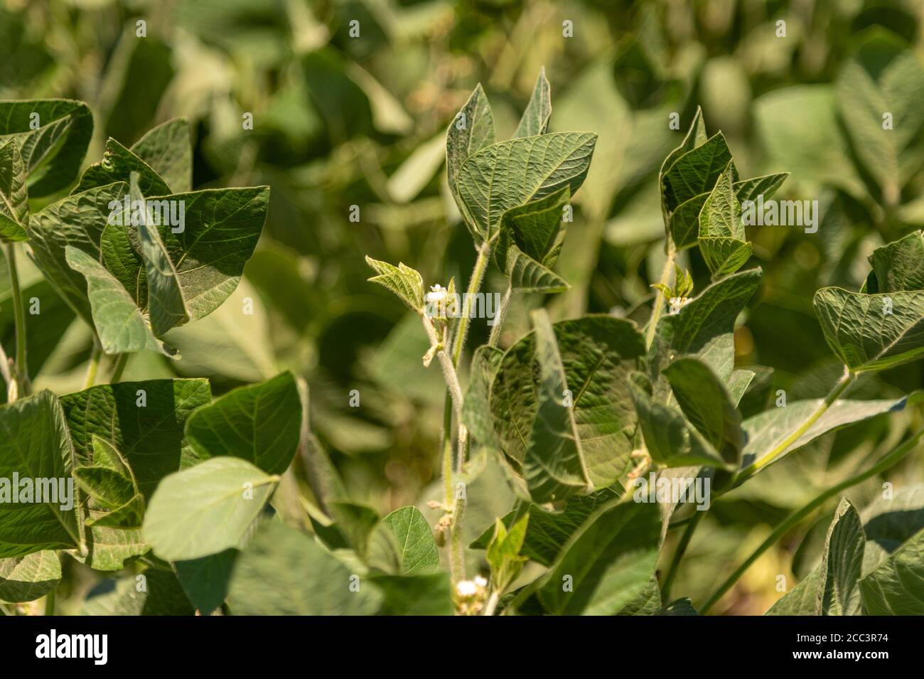 Soy plants. Soy (Glycine max), is a plant belonging to the Fabaceae family,  It is used in human and animal food (in the preparation of feed Stock Photo  - Alamy