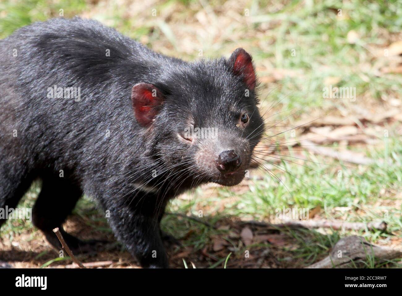 Tassie devil hi-res stock photography and images - Alamy
