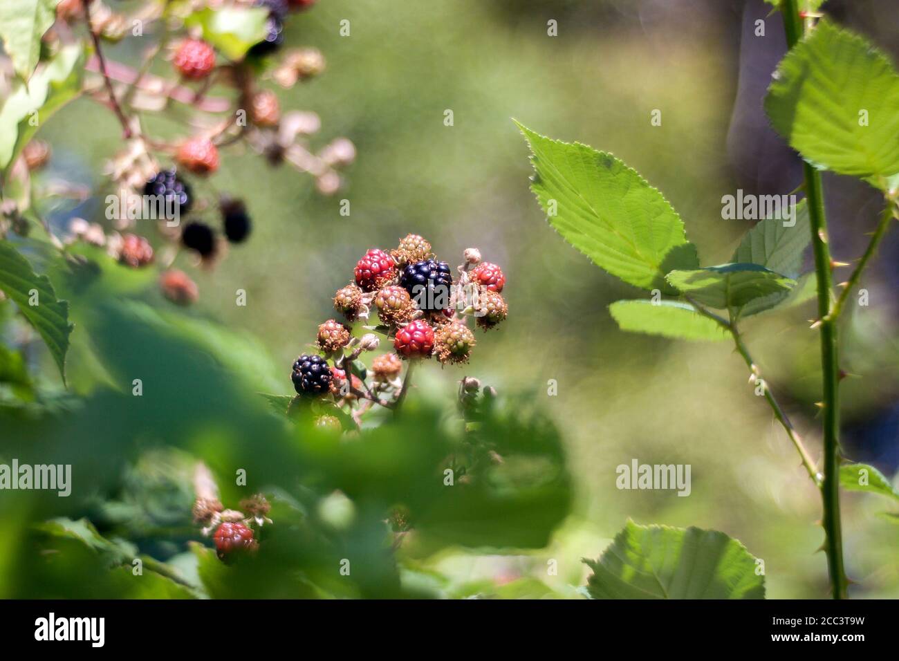 Blackberries isolated from background and very unusual bokeh - swirly bubbles. Image captured with vintage lens - Meyer-Optic Gorlitz Primoplan 58 mm. Stock Photo