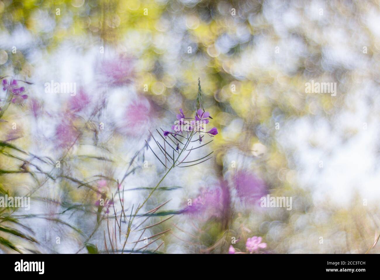 Fireweed flower isolated from background and very unusual bokeh - swirly bubbles. Image captured with vintage lens - Meyer-Optic Gorlitz Primoplan. Stock Photo