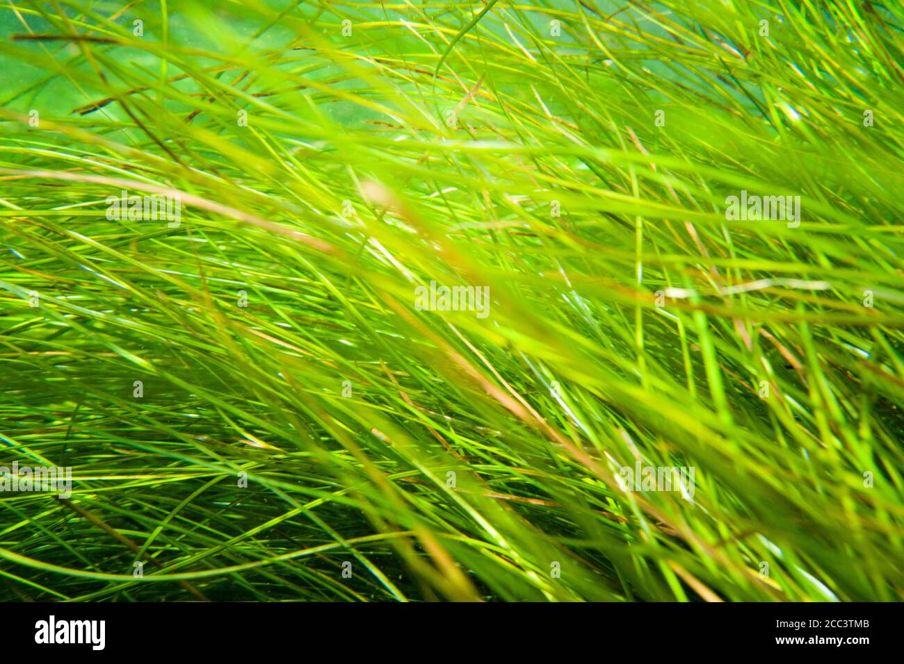 Peering through the blades of sea grass just under the surface in La Jolla Cove, San Diego, California. Stock Photo