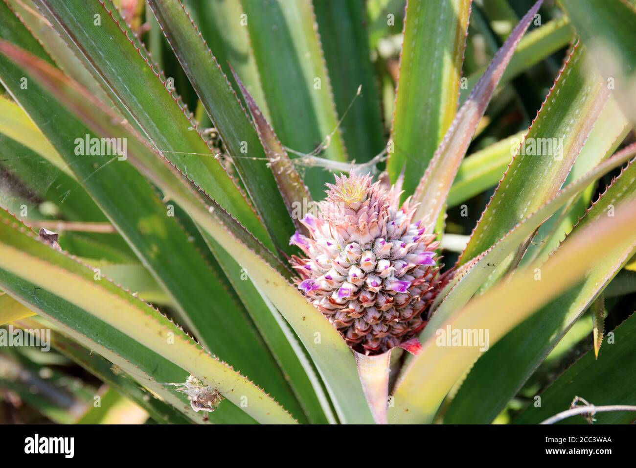 Pineapple of growing on tree with the sunlight Stock Photo Alamy