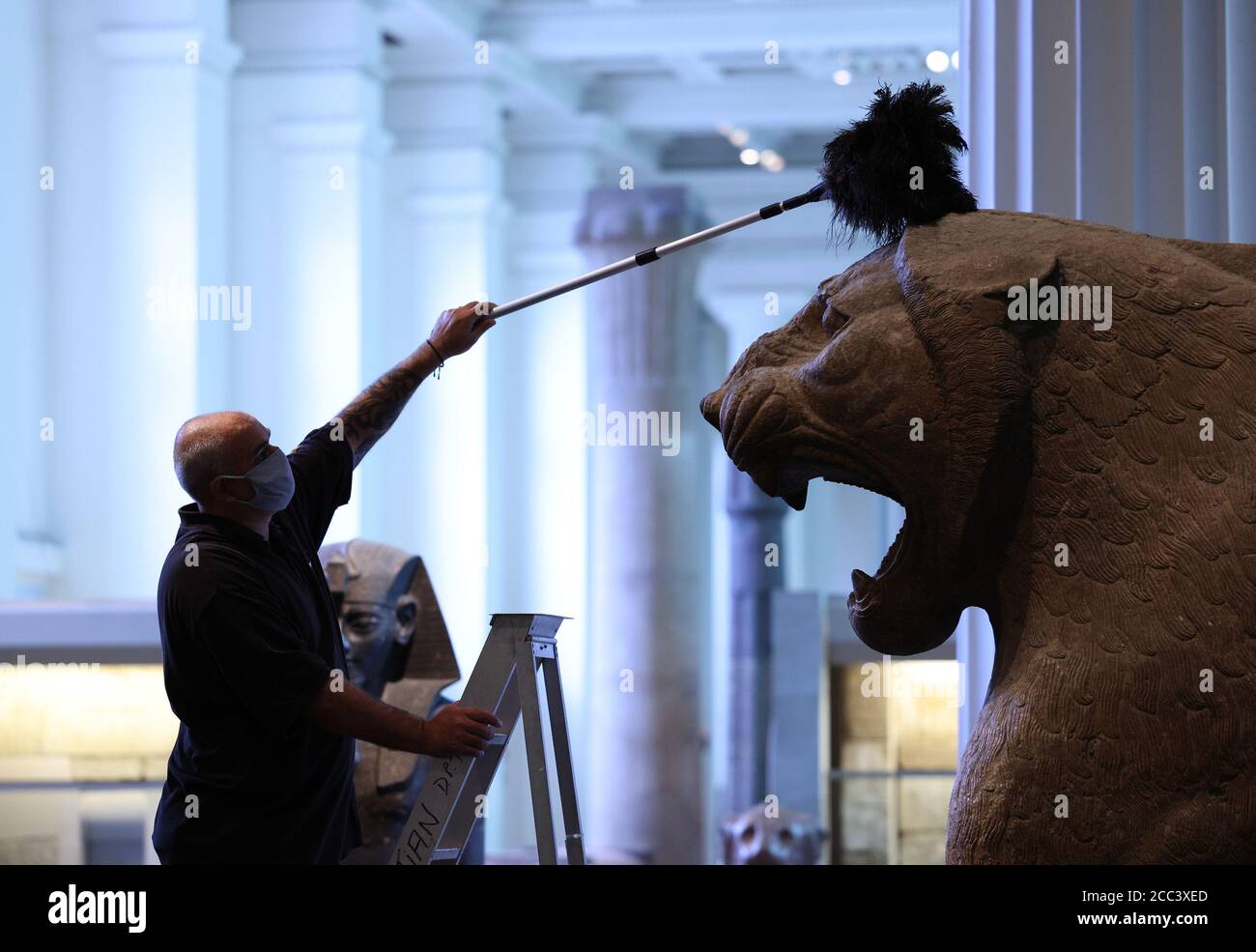 Collection manager Evan York dusting a colossal guardian lion - which symbolised Ishtar, the Assyrian goddess of war, (around 865-860 BC) - in the Egyptian Sculpture Gallery at the British Museum, London, as they prepare to re-open to the public on August 27 following the coronavirus lockdown. Ahead of reopening, the British Museum has embarked on the biggest single programme of cleaning in decades. Stock Photo