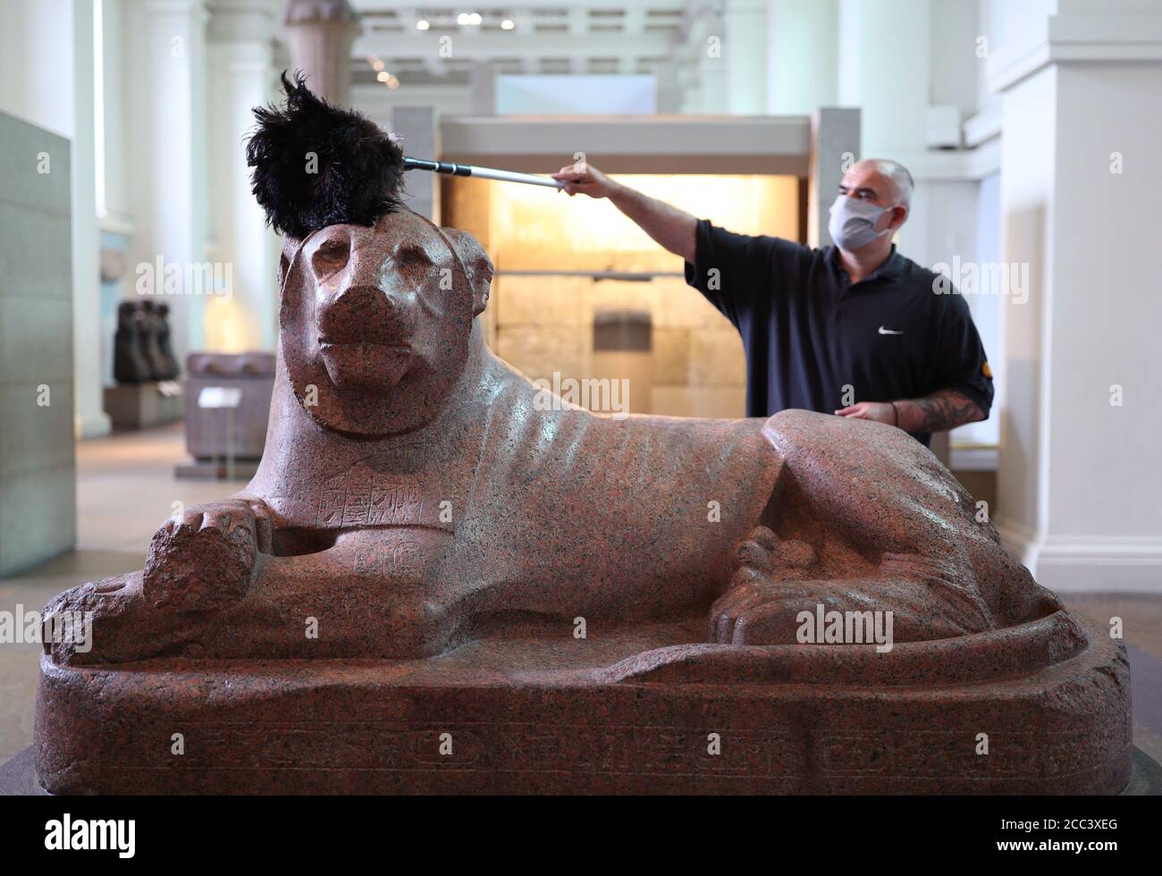 Collection manager Evan York dusting a statue of King Amenhotep III as a lion (about 1390-1352 BC), in the Egyptian Sculpture Gallery at the British Museum, London, as they prepare to re-open to the public on August 27 following the coronavirus lockdown. Ahead of reopening, the British Museum has embarked on the biggest single programme of cleaning in decades. Stock Photo