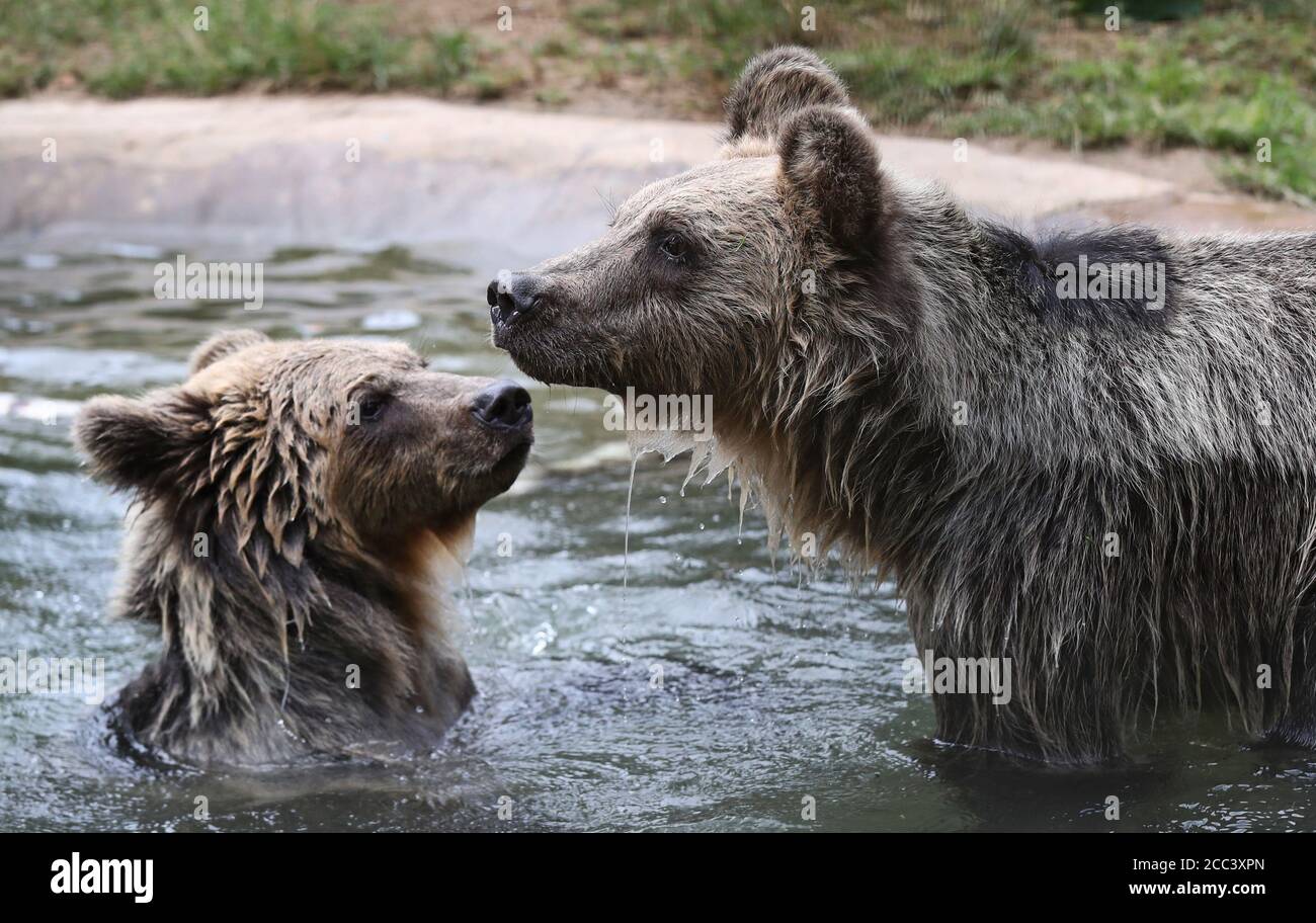 Two rescued brown bear cubs, Mish (left) and Lucy, cool off in a pool after arriving at their new home with the wildlife conservation charity Wildwood Trust in Herne Bay, Kent. The orphaned pair, who have been living in a temporary home in Belgium since they were found abandoned and alone in a snowdrift in the Albanian mountains, will be acclimatised to their new life in the UK before moving to a permanent home. Stock Photo