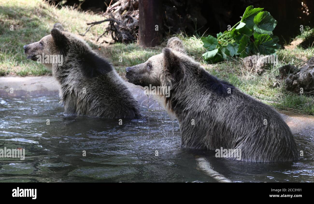 Two rescued brown bear cubs, Mish (left) and Lucy, cool off in a pool after arriving at their new home with the wildlife conservation charity Wildwood Trust in Herne Bay, Kent. The orphaned pair, who have been living in a temporary home in Belgium since they were found abandoned and alone in a snowdrift in the Albanian mountains, will be acclimatised to their new life in the UK before moving to a permanent home. Stock Photo