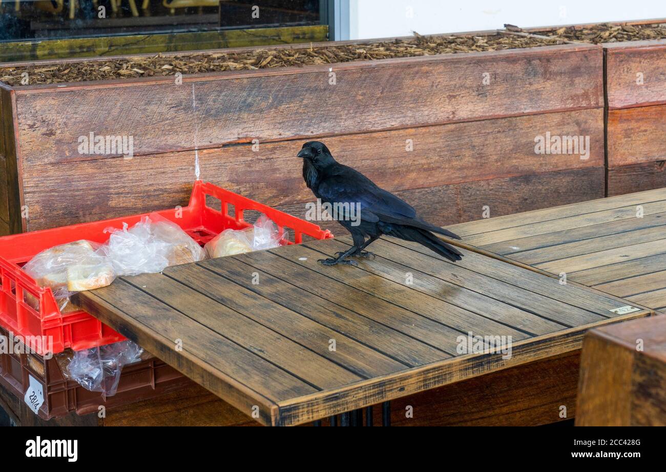 Australian black raven standing on wooden table near big red container with bread. Stock Photo
