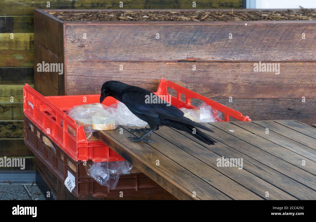 Australian black raven standing on wooden table and eating bread from red container. Stock Photo