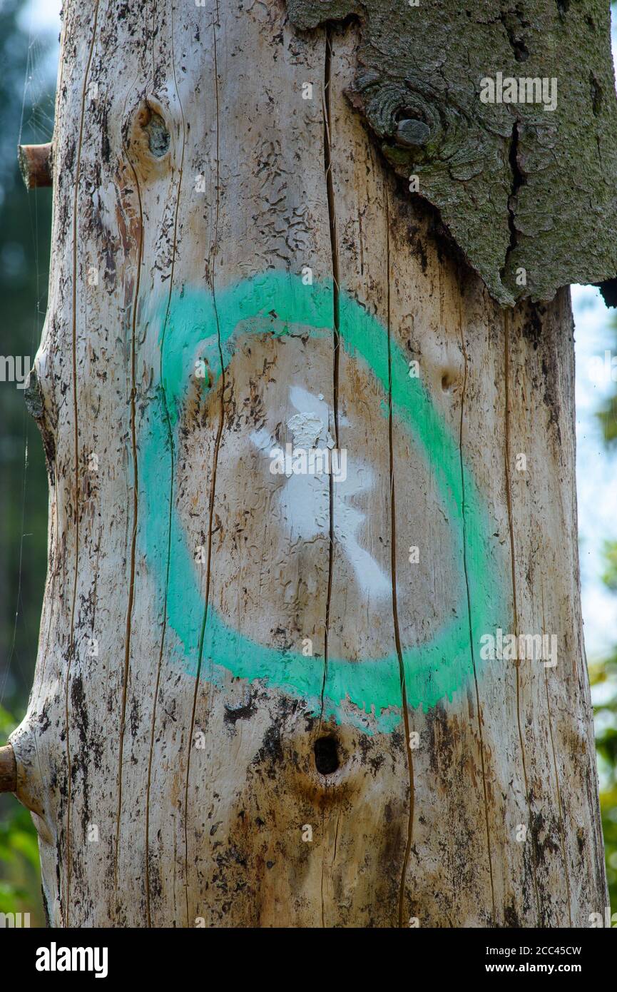 Dead conifer tree hi-res stock photography and images - Alamy