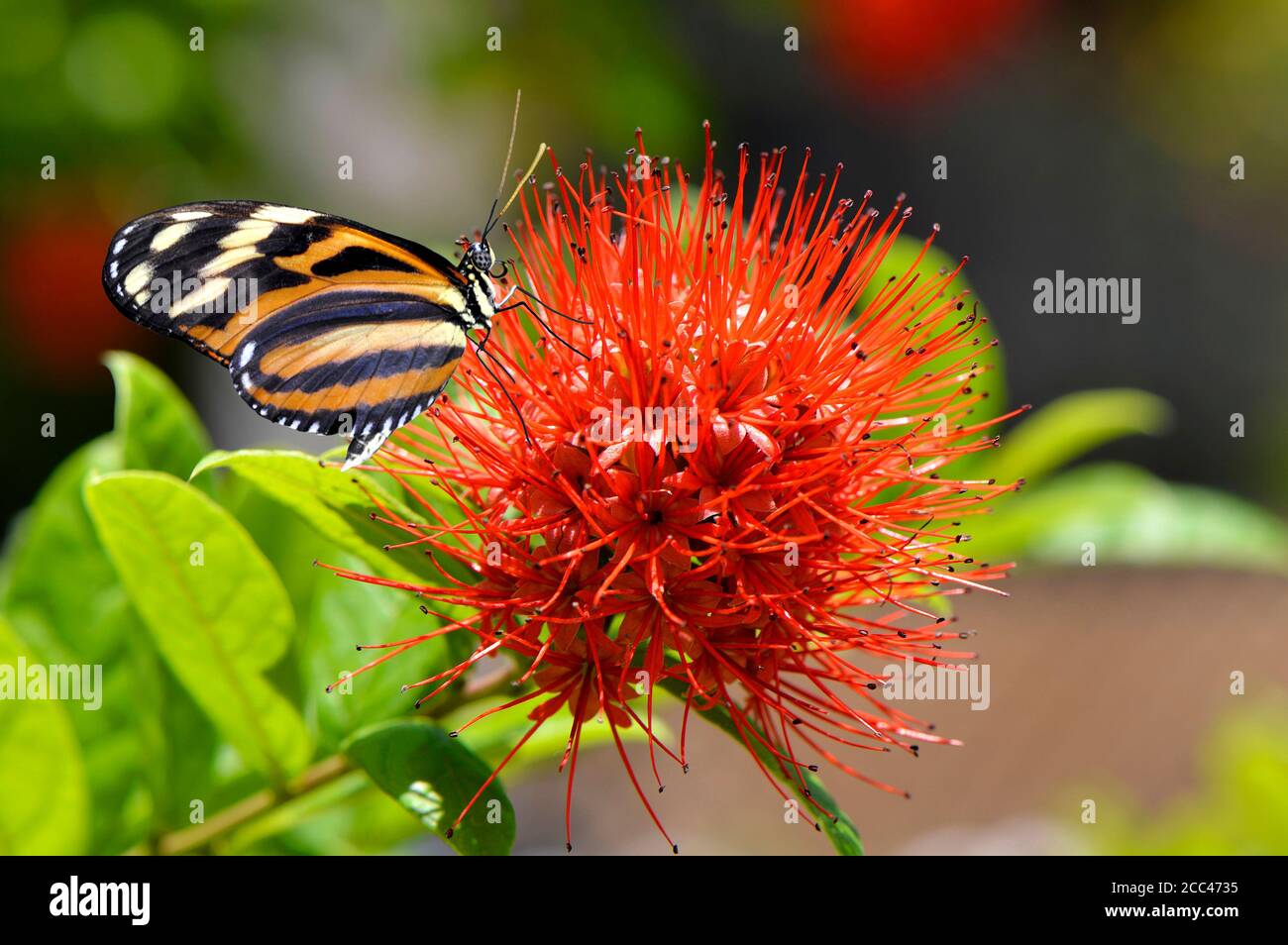 A painted lady butterfly Latin name vanessa cardui on a Powderpuff combretum flower Latin name Combretum constrictum Stock Photo