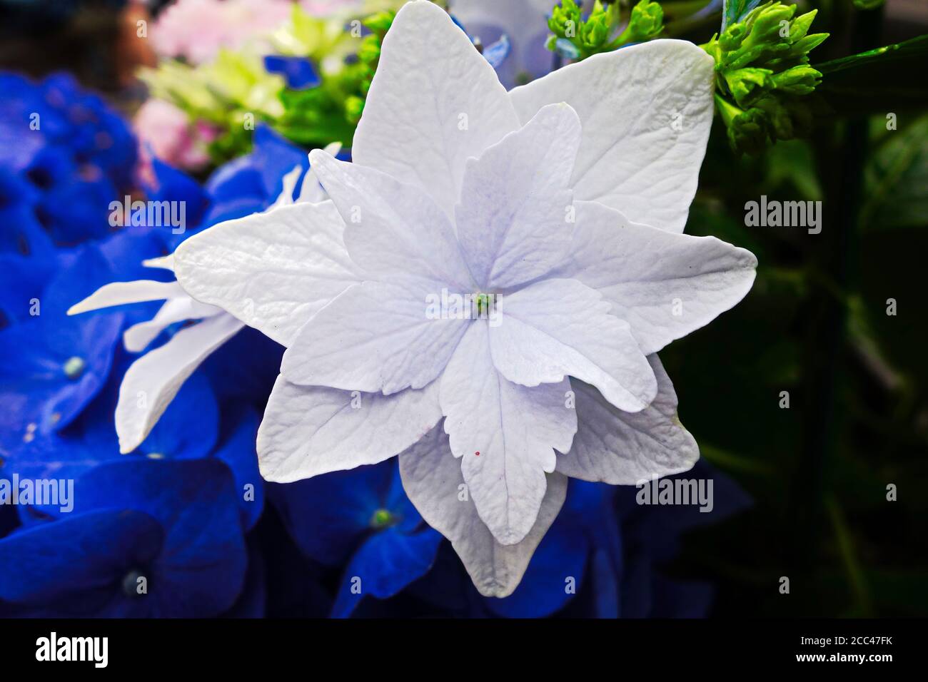 Closeup shot of beautiful white Browallia Stock Photo