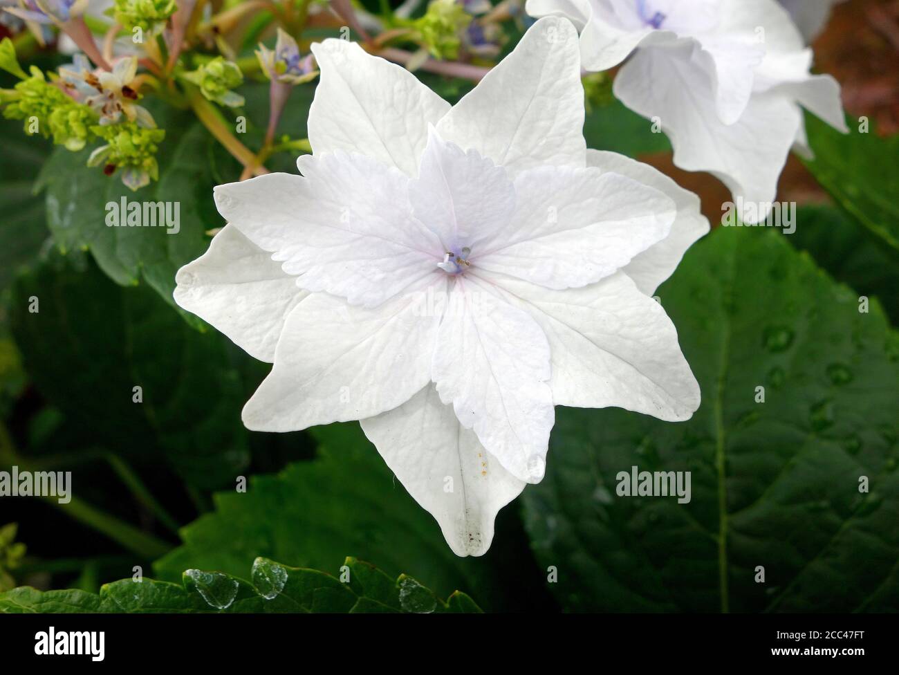 Top view shot of beautiful white Browallia Stock Photo