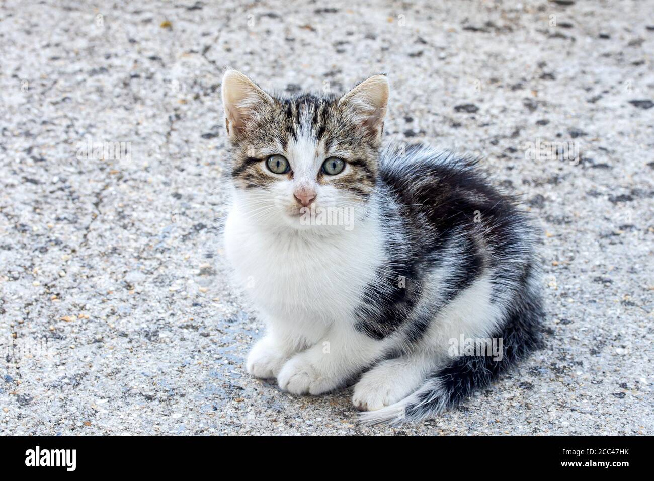 kitten sitting on concrete floor Stock Photo
