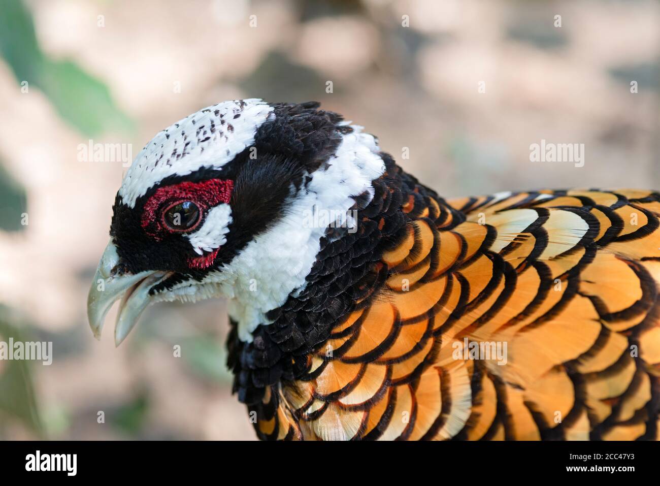 Reeves pheasant hi-res stock photography and images - Alamy