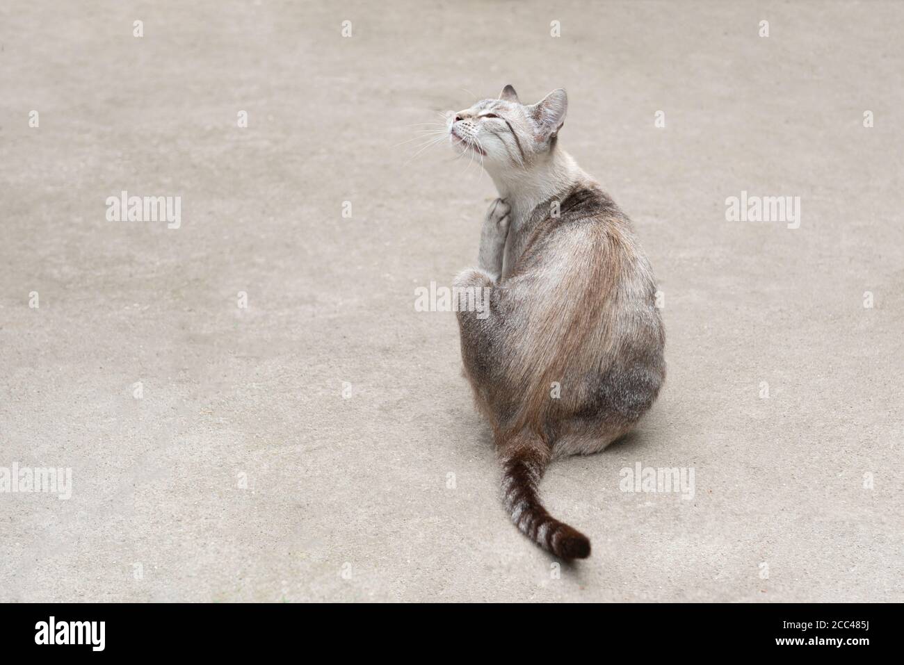 Cat sitting down and scratching its neck with the middle claw, from
