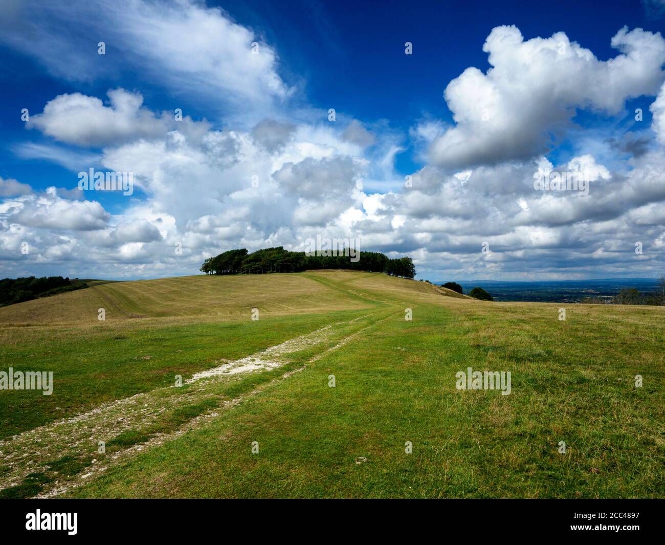 Ring of trees: the pre-historic hill fort of Chanctonbury Ring on the South Downs Way, West Sussex, England Stock Photo