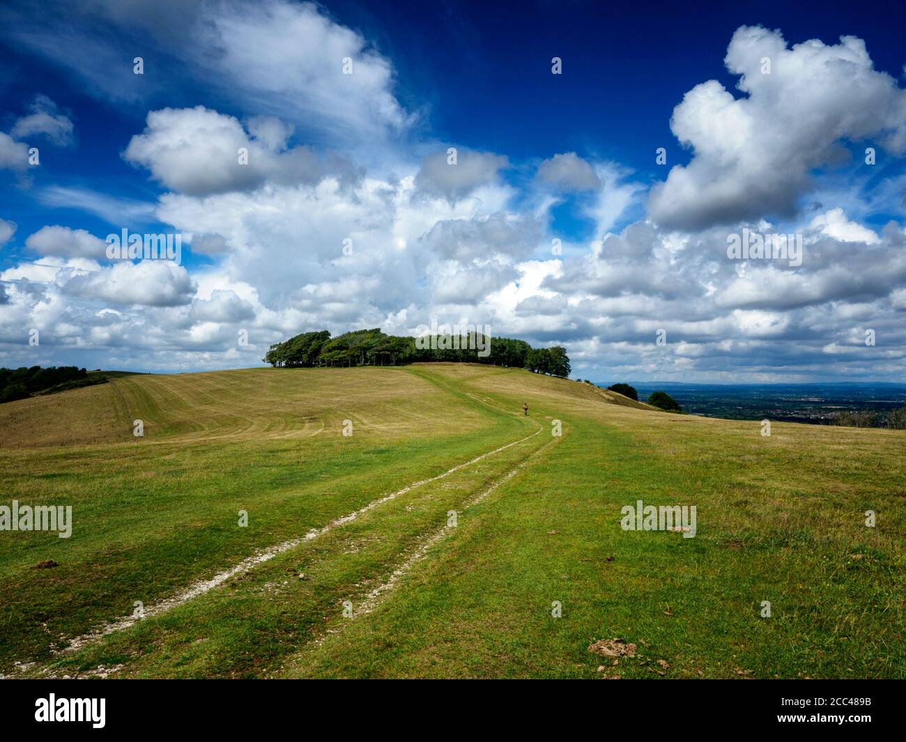 Ring of trees: the pre-historic hill fort of Chanctonbury Ring on the South Downs Way, West Sussex, England Stock Photo