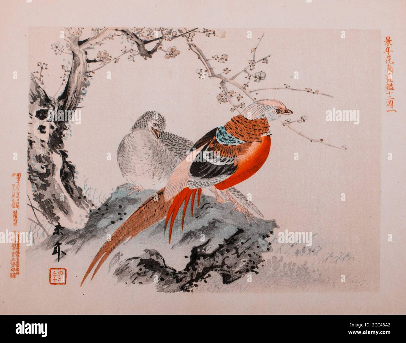 Imao Keinen: Keinen Kacho Gafu (Four Seasons Bird and Flower Albums), Chinese Pheasants. Japan. 1892 Imao Keinen (1845 – 1924) was a Japanese painter Stock Photo