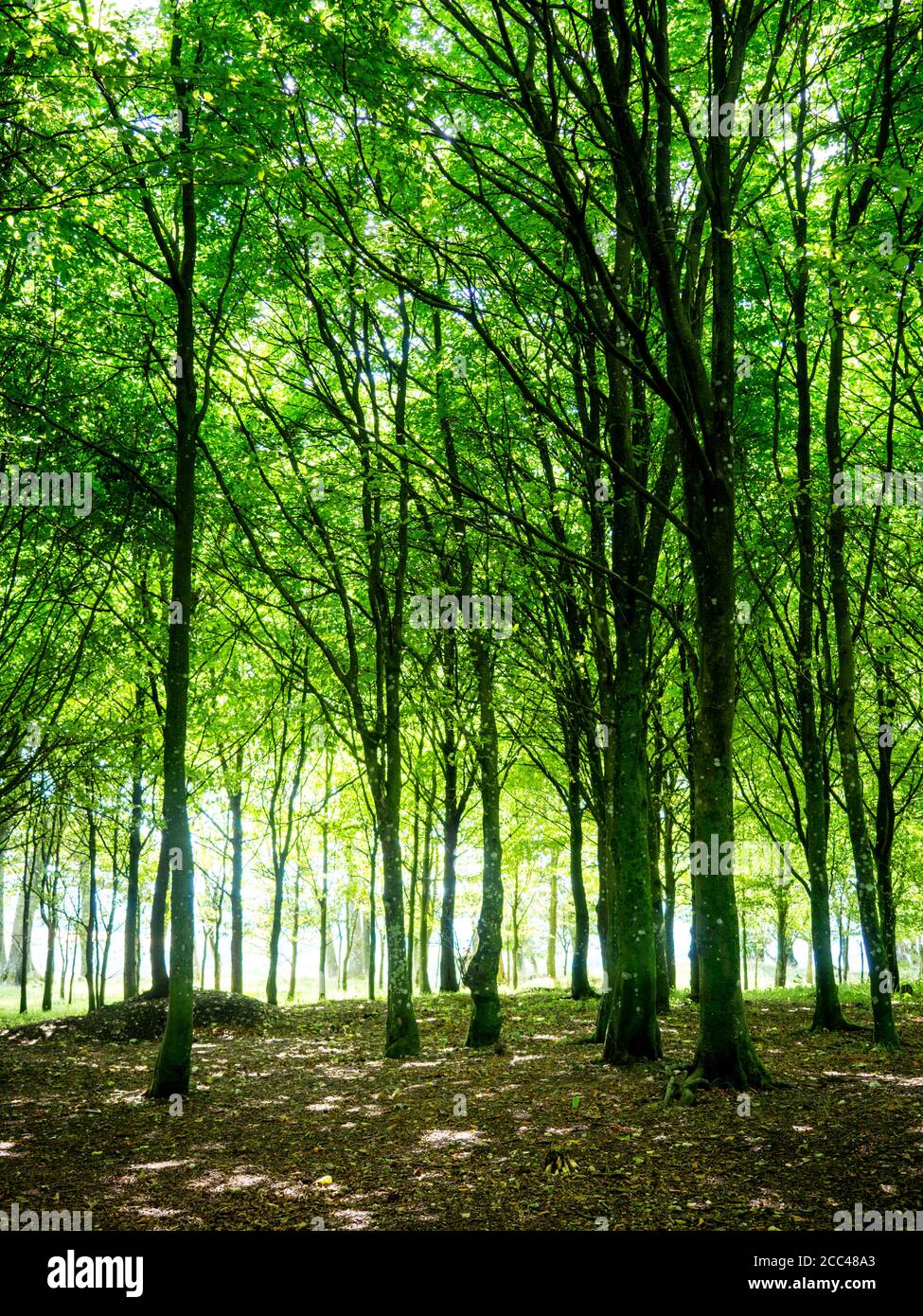 Magical trees: inside the pre-historic hill fort of Chanctonbury Ring on the South Downs Way in West Sussex, England, UK Stock Photo