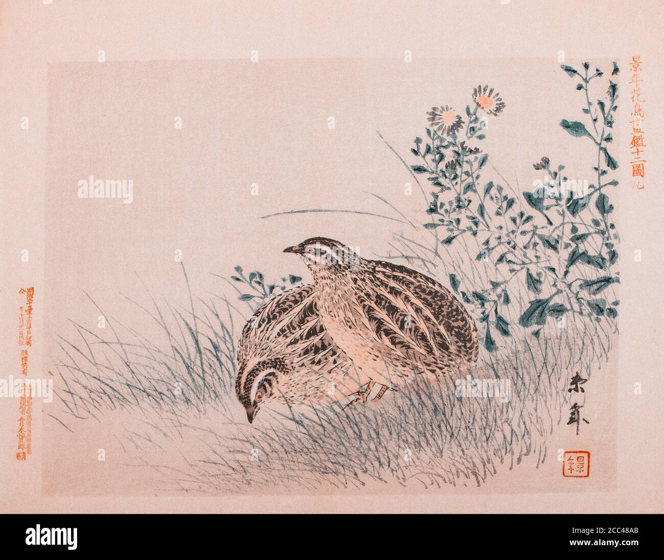 Imao Keinen: Keinen Kacho Gafu (Four Seasons Bird and Flower Albums), Quails. Japan. 1892 Imao Keinen (1845 – 1924) was a Japanese painter and print d Stock Photo