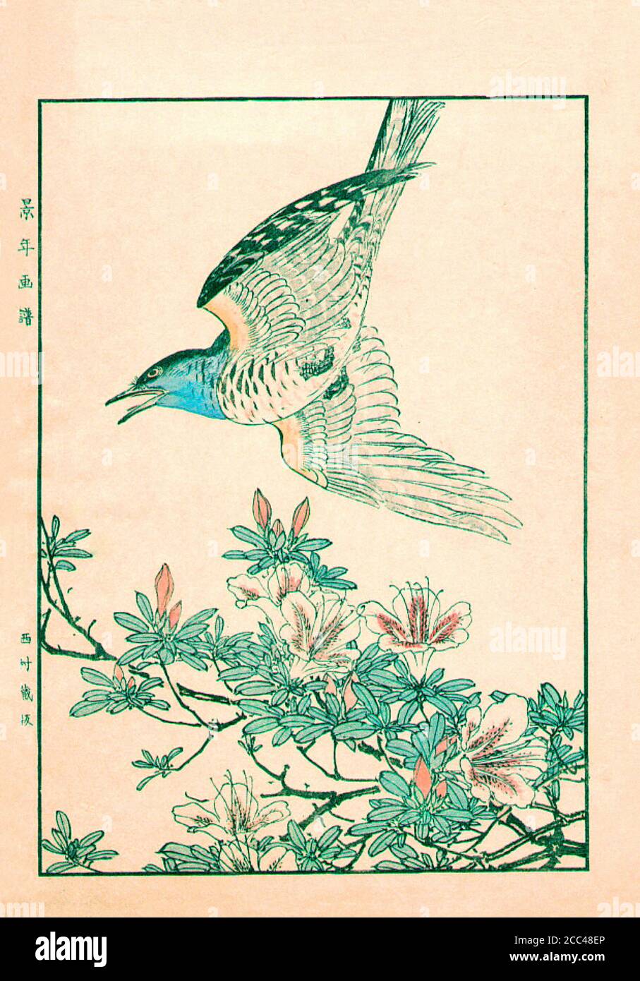 Imao Keinen: Keinen Kacho Gafu (Four Seasons Bird and Flower Albums); Cuckoo and Azalea. Japan. 1892 Imao Keinen (1845 – 1924) was a Japanese painter Stock Photo