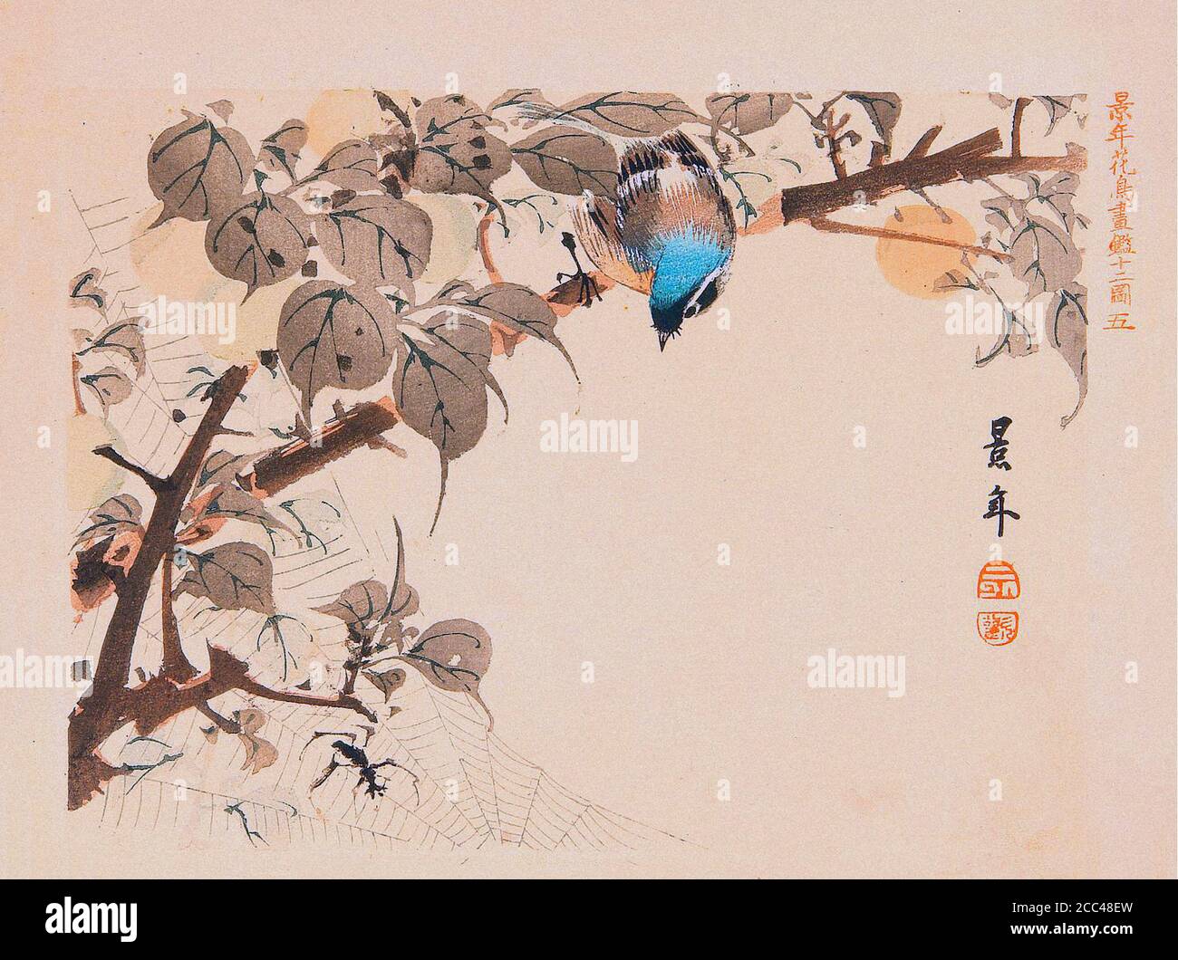 Imao Keinen: Keinen Kacho Gafu (Four Seasons Bird and Flower Albums); Blue Bird and Spider.Japan. 1892 Imao Keinen (1845 – 1924) was a Japanese painte Stock Photo