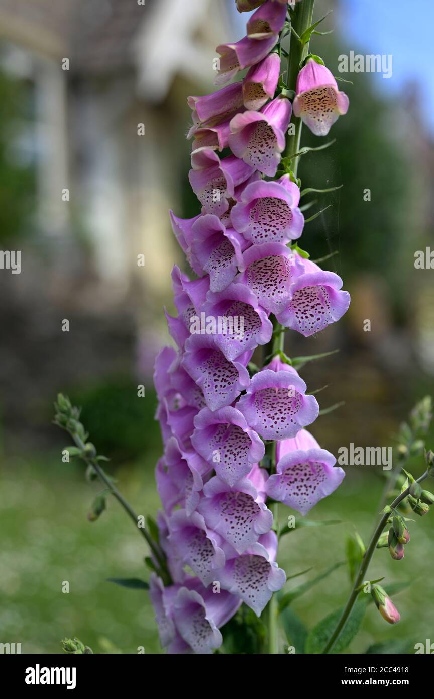 Foxglove uk garden hires stock photography and images Alamy