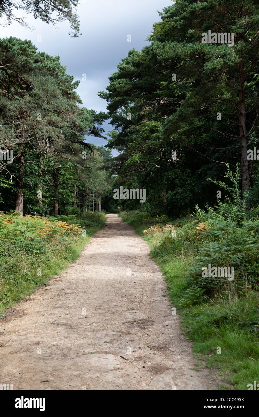 Woodlands In Limpsfield, Surrey, UK Stock Photo Alamy