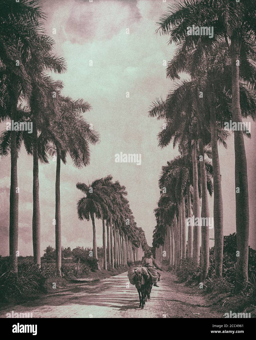 Old Havana. An avenue of palms on the outskirts of Havana. Cuba. 1903 Stock Photo