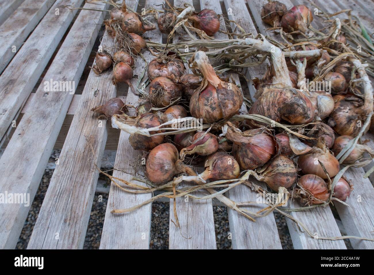 Shallots variety Pikant lying on an old wooden bench in a greenhouse Stock Photo