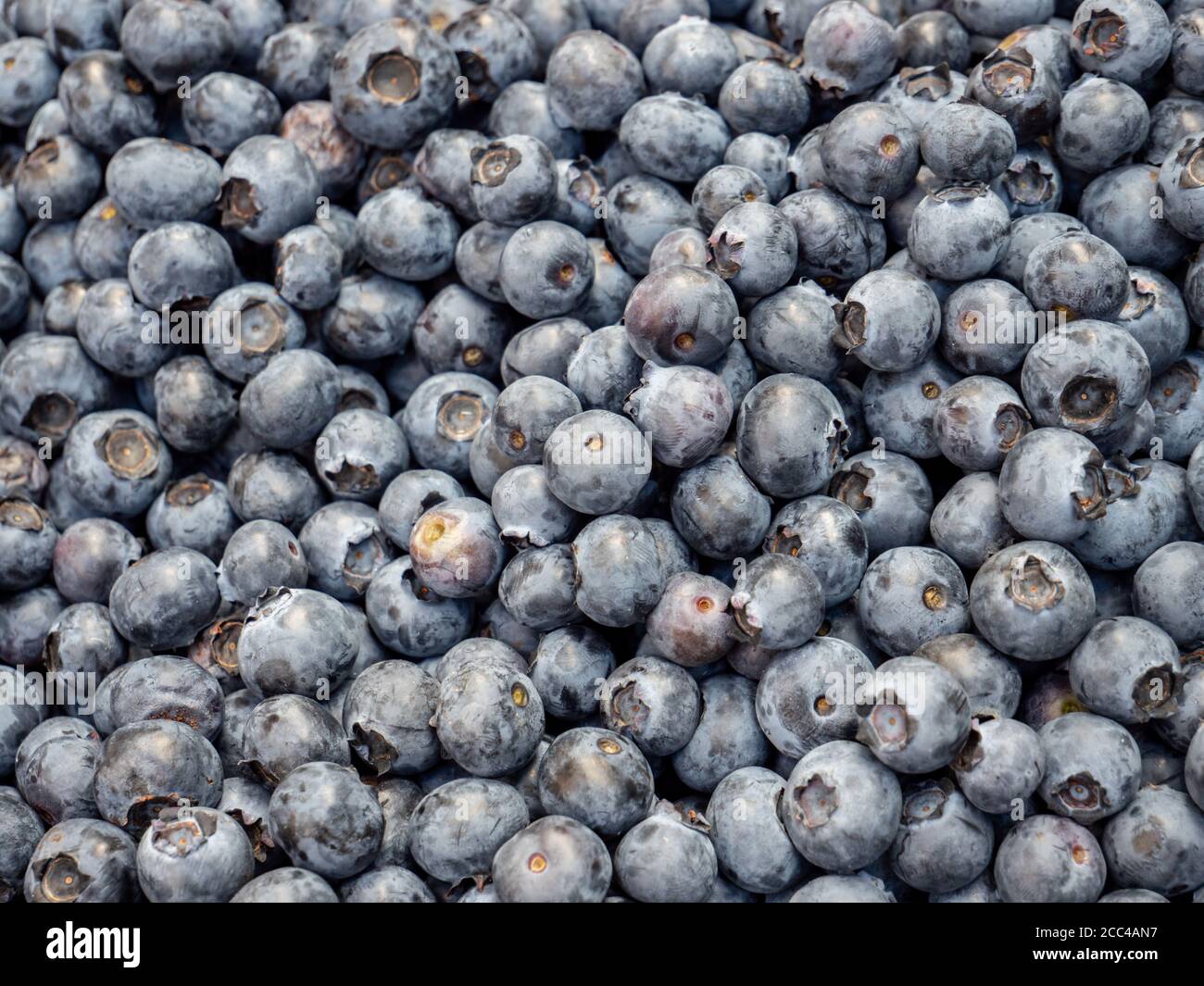 blueberries close up background texture Stock Photo