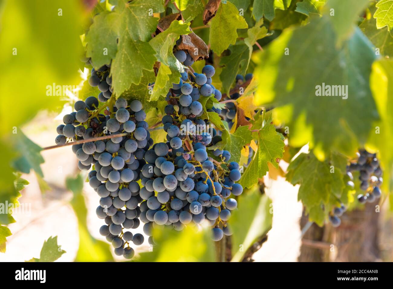 Lovely close-up view of fresh hanging purple Sangiovese grapes (Vitis vinifera) in clusters, hidden between leaves in a vineyard in San Gimignano,... Stock Photo