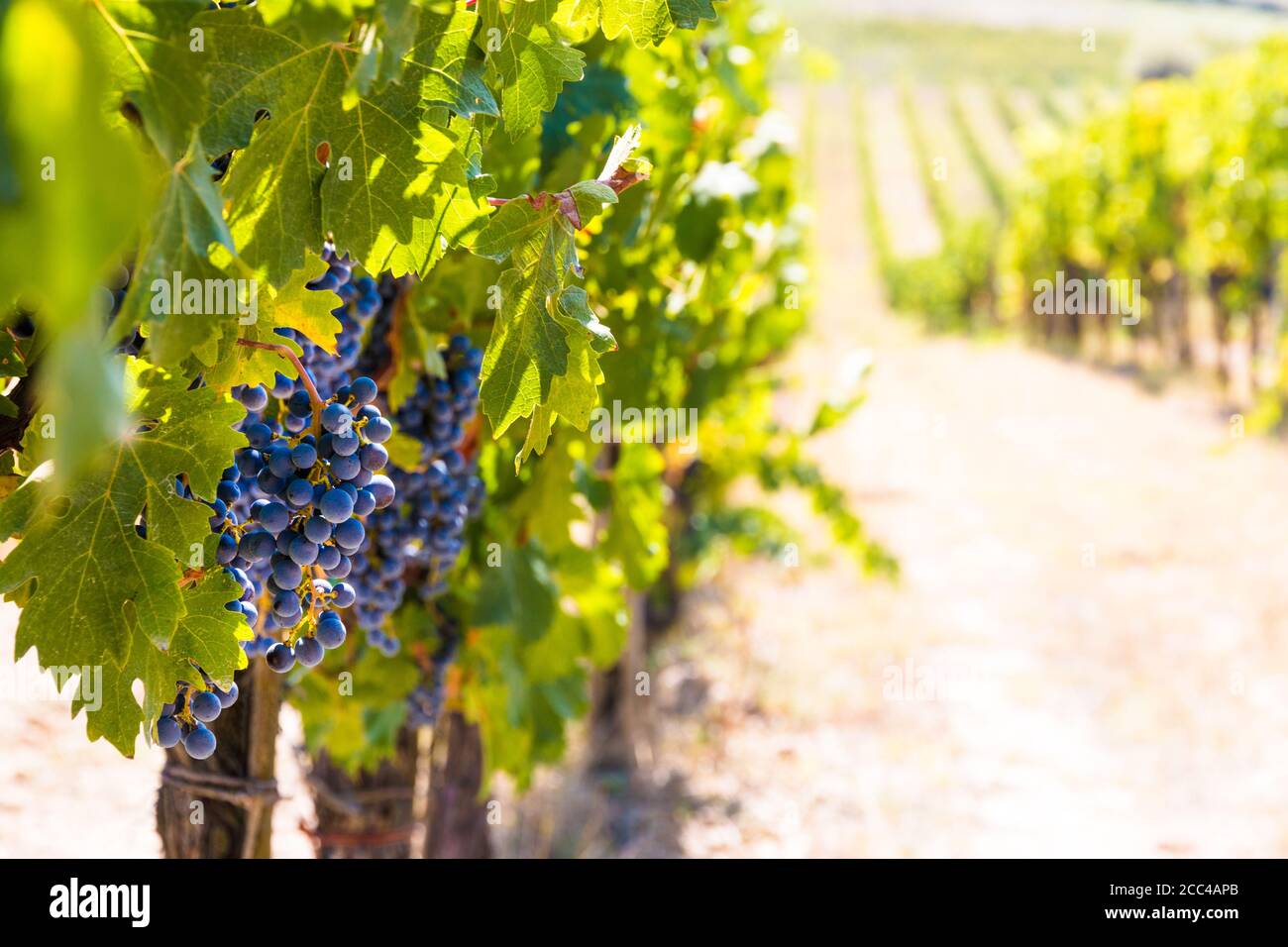 Gorgeous close-up view of hanging purple Sangiovese grapes (Vitis vinifera) growing in rows with a vineyard in the background. Photographed in a... Stock Photo