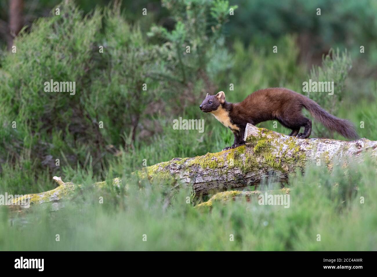 Pine Marten (martes martes) in daylight in Scottish pine wood Stock Photo