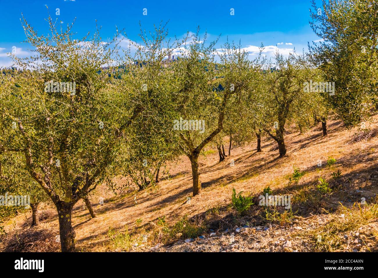 Lovely view of an olive tree orchard for oil production on a hot sunny day with a blue sky. The olive trees grow in a row on a slope in the... Stock Photo