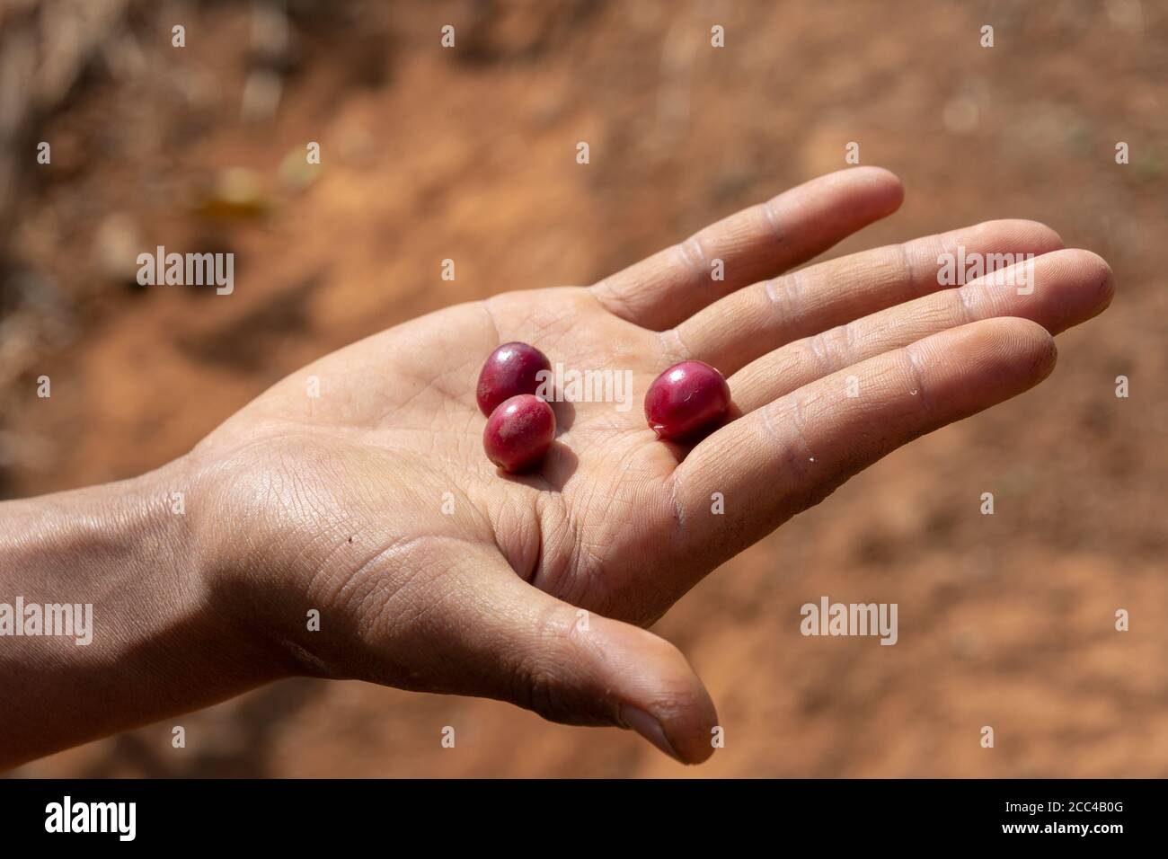 Hand holding fresh coffee beans, in Burma Myanmar Stock Photo