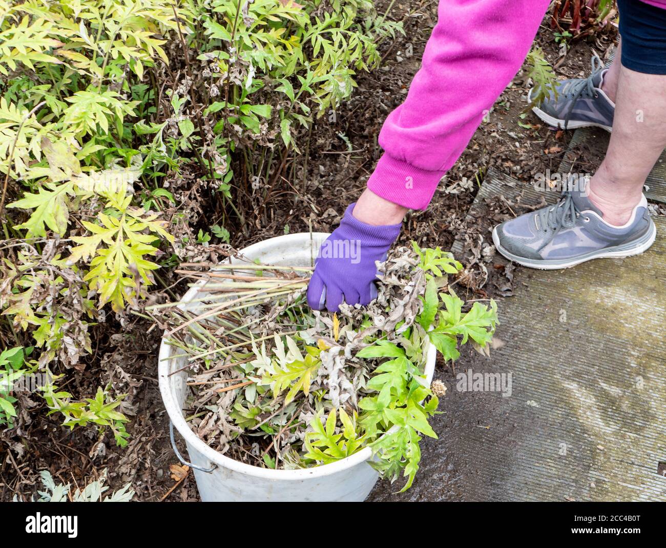 Pulling weeds gardening work in the garden Stock Photo - Alamy