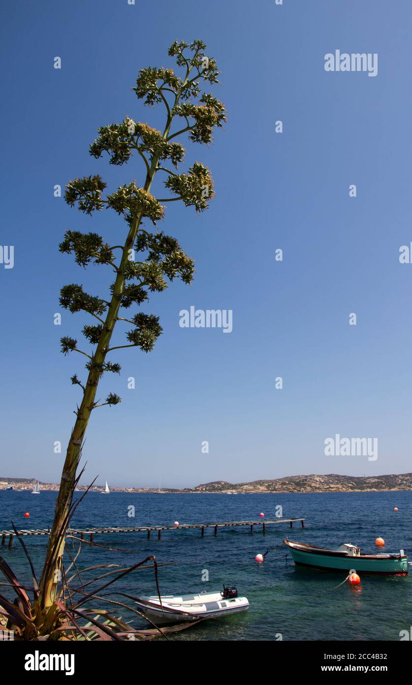 Agave angustifolia Sardinia Stock Photo