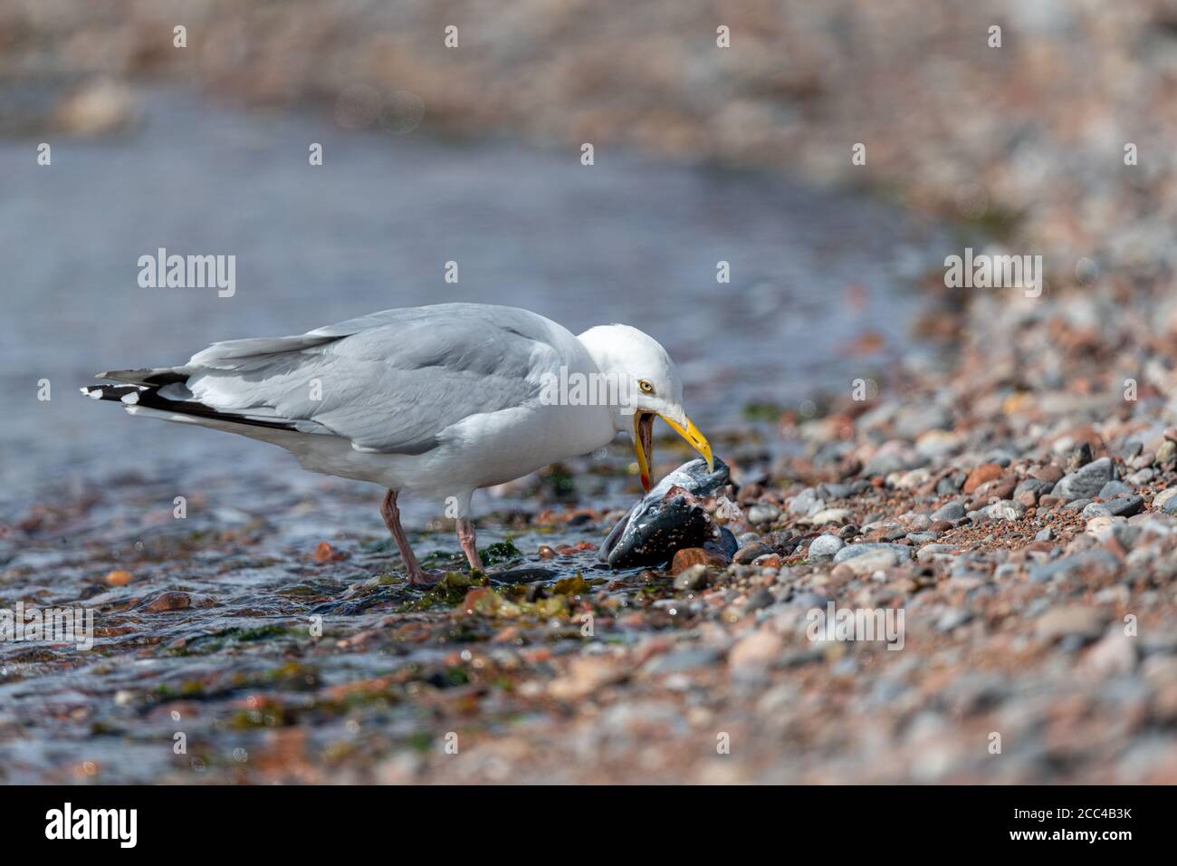 Herring Gull (Larus argentatus) trying to eat a fish head at the side of the sea Stock Photo