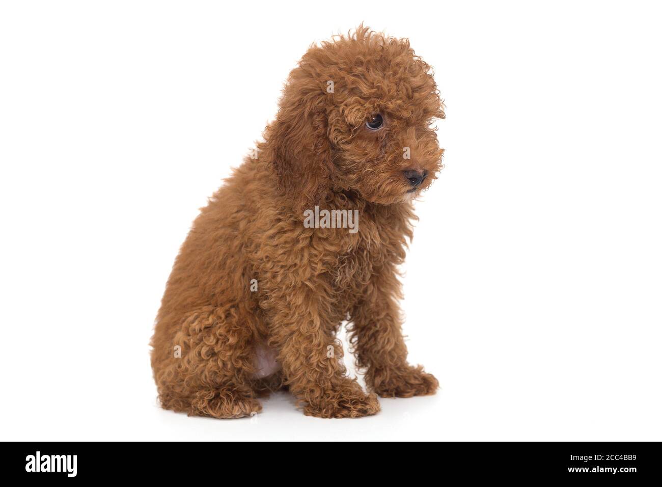 chocolate poodle dog