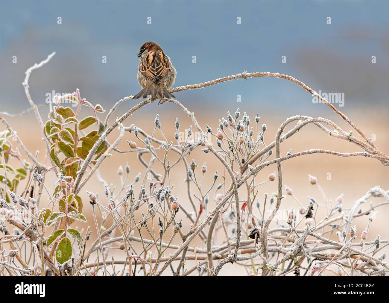 House Sparrow (Passer domesticus) perched on frosty shrubs Stock Photo