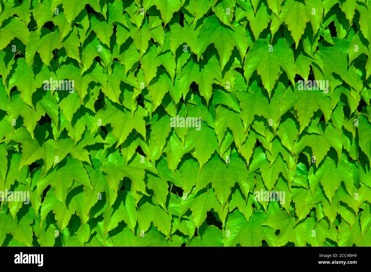 Closeup nature view of green leaf texture Stock Photo - Alamy