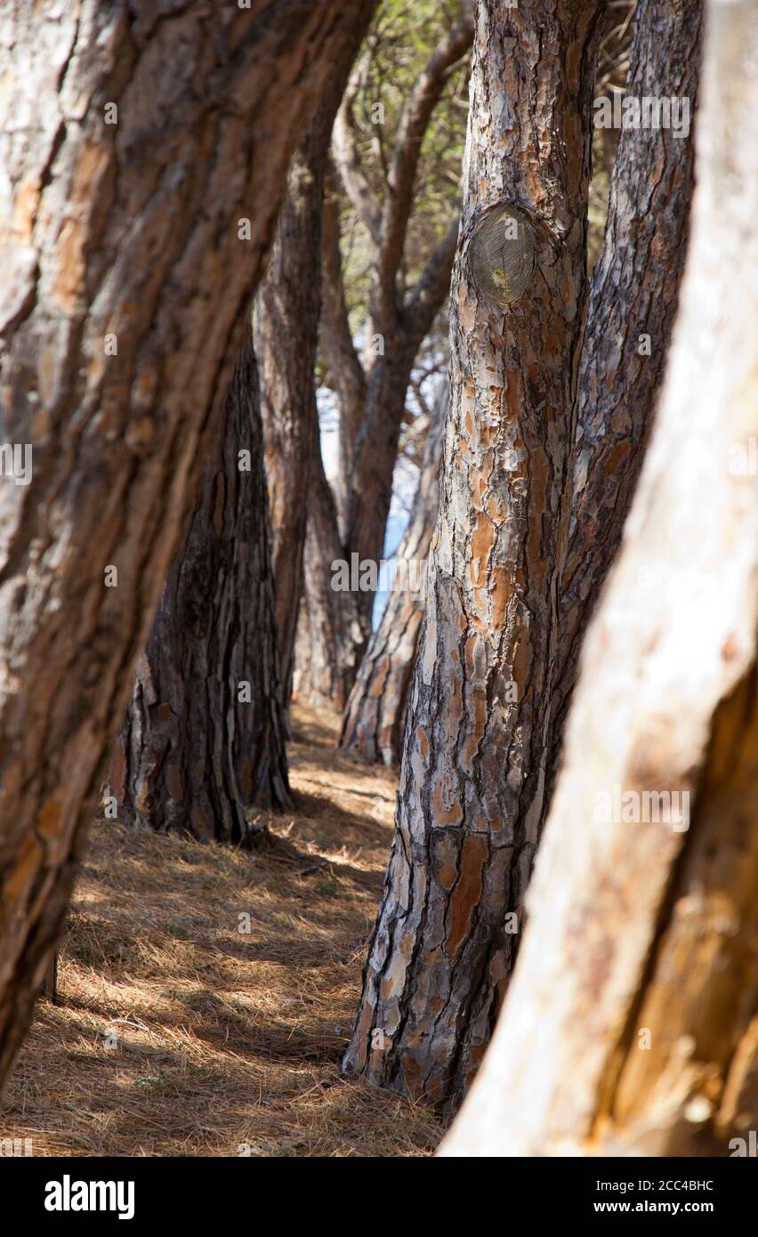 Stone pines Sardinia Stock Photo